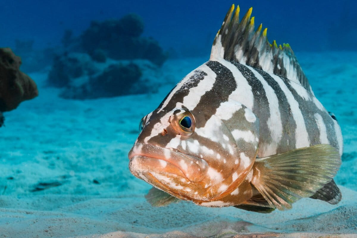 Belize looks to the deep sea to complete its 30% ocean protection pledge